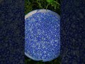 Discover the Healthful Arabian Popuna: A Wildflower Wonderspot