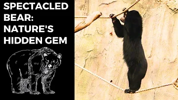 Spectacled Bear: Nature's Hidden Gem