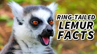 Ring-Tailed Lemur Facts: the SUN WORSHIPPER | Animal Fact Files