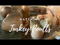 Hatching a Turkey Poult