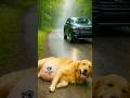 ANIMAL HERO: HE RESCUES A PREGNANT DOG &amp; HELPS HER DELIVER PUPS! 🐕🏥🍼 #viralvideo