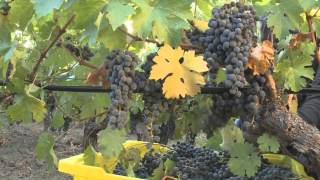 Robert Mondavi Winery Reserve Tier Wines