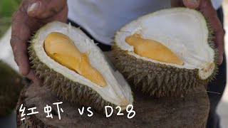 一尝马来西亚红虾和D28榴莲的风味 | Malaysia Durian Udang Merah