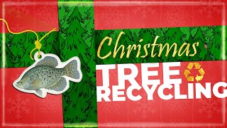 Recycle your natural Christmas Tree for Fish Habitat
