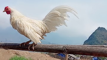 Qaib dib dawb zoo nraug kawg