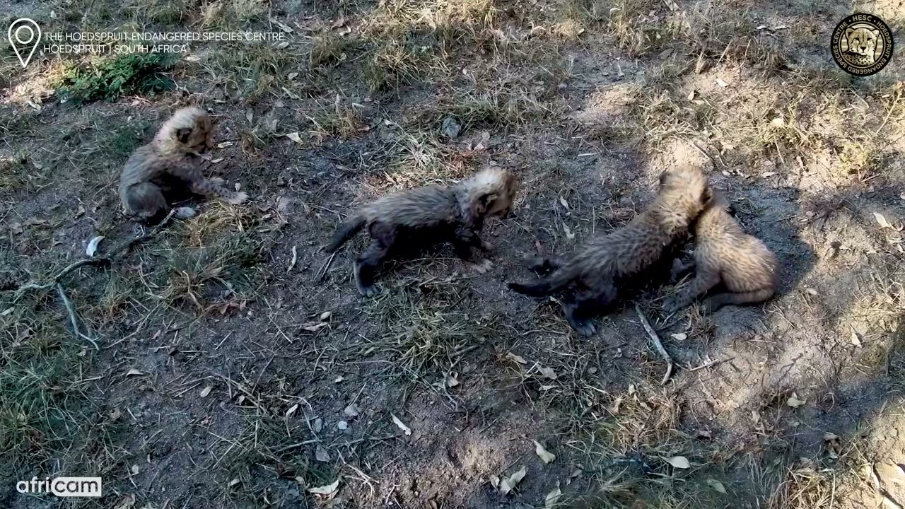Cheetah Cubs Begin to Explore