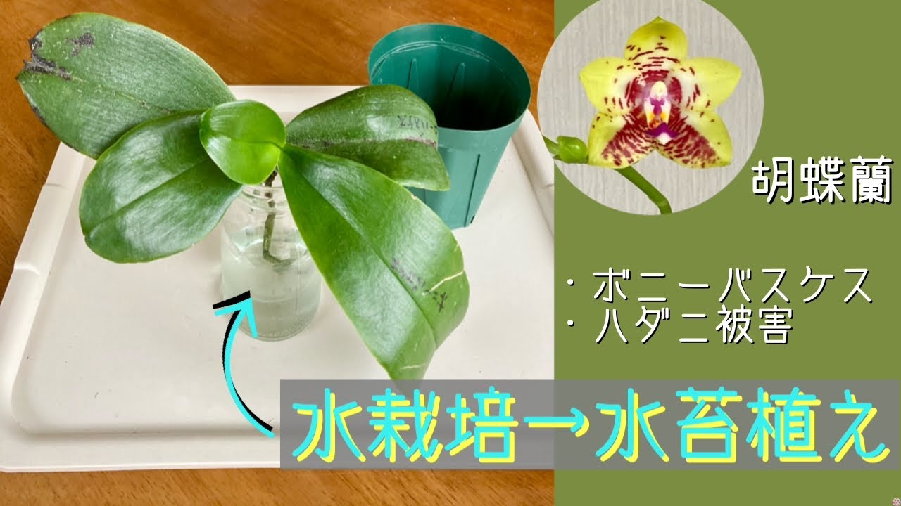 June 5, 2026 Phalaenopsis 