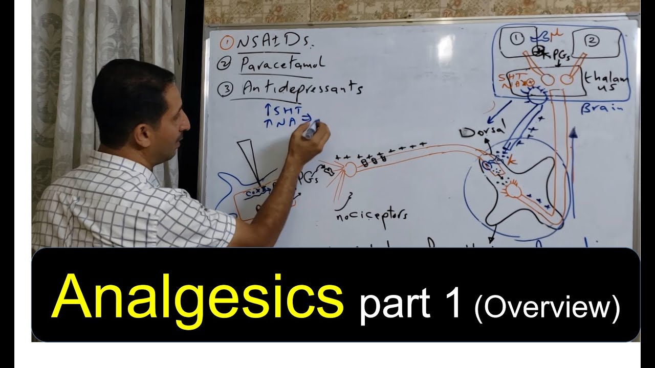 Analgesics | 1 | Pain Pathway and How Analgesics Work (Dr Tareq)