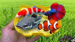 Campur Ikan Hias Warna-Warni, ikan lele, ikan aquarium, ikan koi, ikan mas kedalam wadah