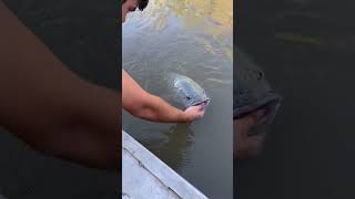 78Cm River Cod Powering Off