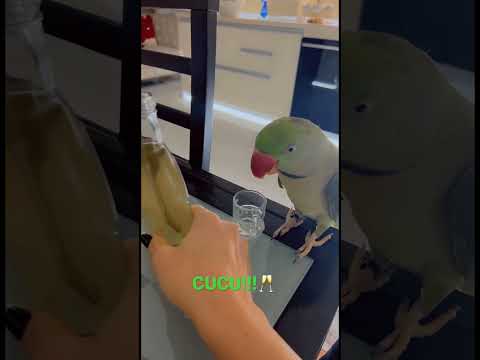 #parrot #pipo #marele