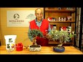 Cuidados y consejos bonsái Olea | Mistral Bonsai