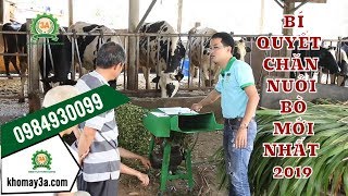  Lắng nghe chủ TRANG TRẠI NUÔI BÒ chia sẻ bí quyết chăn nuôi mới nhất 2019 