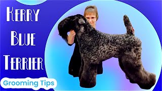Kerry Blue Terrier Grooming Tips: How to trim the head in a breed profile. Certification Series.