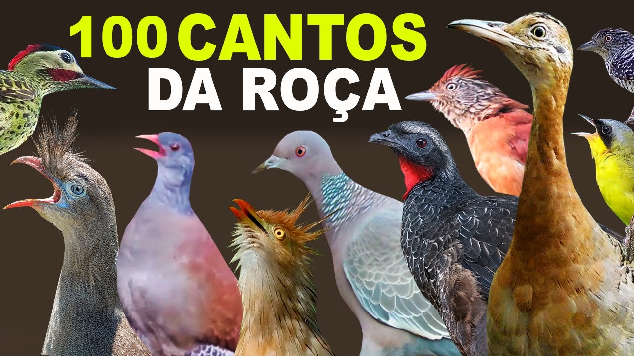 CANTOS DE AVES DA ROÇA | AVES CANTANDO na ROÇA | CANTOS DA ROÇA | CANAL AVES