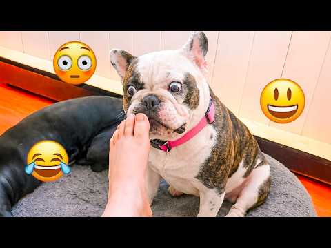 I dare you not to LAUGH at these FUNNY DOGS 😁 Best Funny Animals Videos 2026 #17