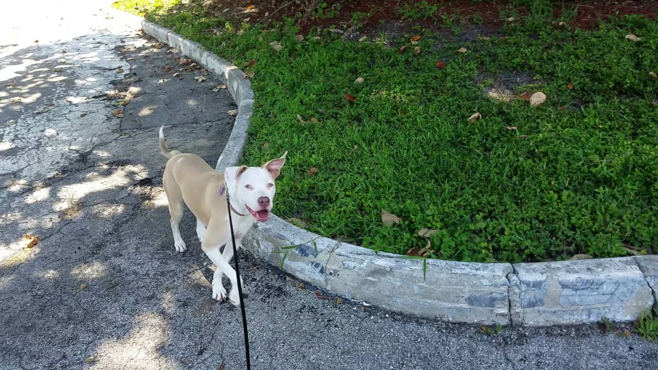 Dog poop walk YouTube