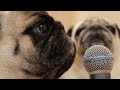 咀嚼音、鼻息、ぺろぺろ… 人間だと不快なのに犬だとなぜか癒されるASMR