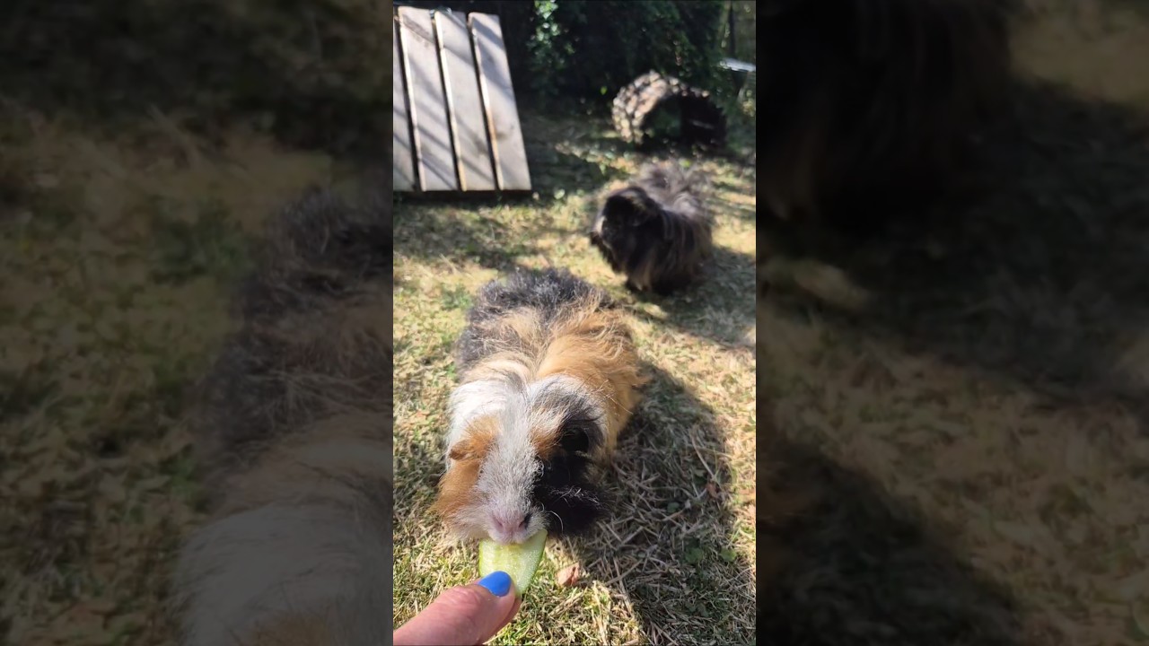 Good morning, piggies #guineapig #adoptdontshop #freerange #cute #pets