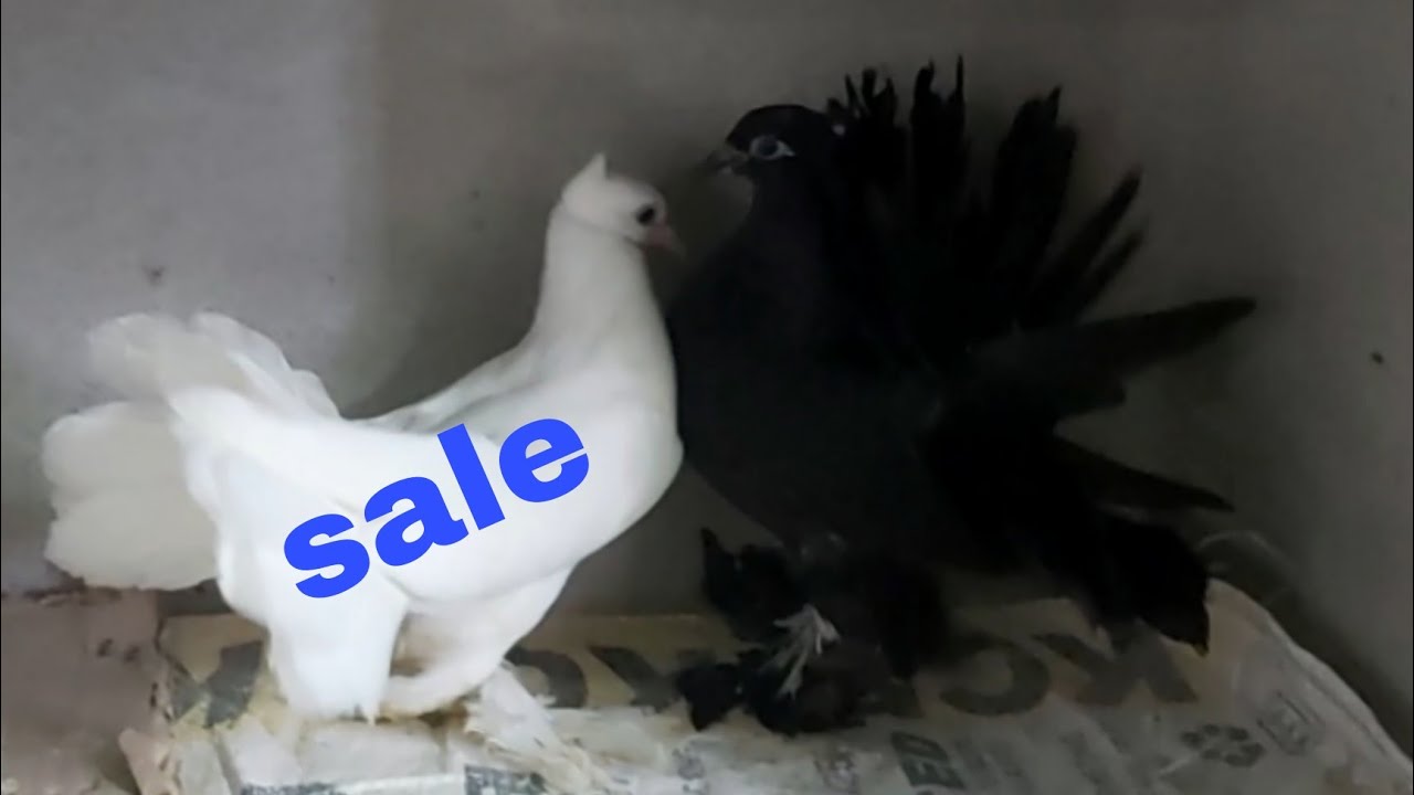fantail pigeons for sale hyd ph no⬇️