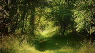 🌳 Relaxing Nature Sounds For Stress Relief, Bird Song, Forest Sounds