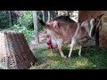 A Goat Giving Birth Three KIds || Animal In Nepal