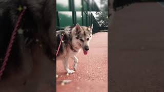 Funny tik tok video cute dog video - собака видео для детей смешное видео тик ток