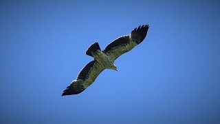 Eastern imperial eagle (Aquila heliaca) vs common kestrel (Falco tinnunculus)