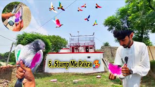 Mosam Hrab Me ⁵-Mohar" Wala Kabutar Is Chat Par Pakra🥵 مہر والا کبوتر -5