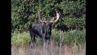 Idaho General Moose Tag