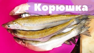 КАК ВКУСНО И ПРОСТО ПРИГОТОВИТЬ КОРЮШКУ