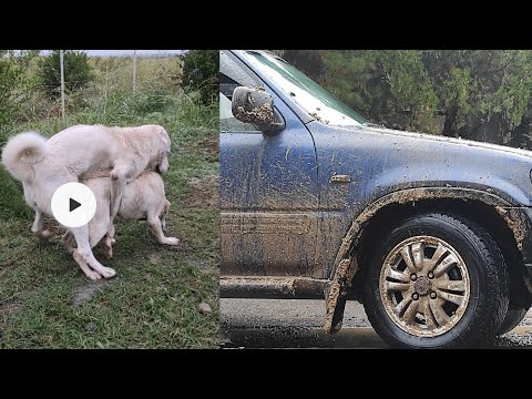 ხოდას დართვის მცდელობა 2 / off-road Honda CRV