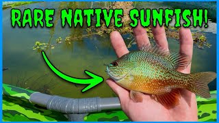 I Stocked A NEW Species of Wild-Caught Fish In My Pool Pond!
