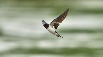 Swallow tracking flight