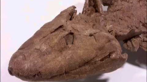 Tiktaalik Transitional Found 4 min