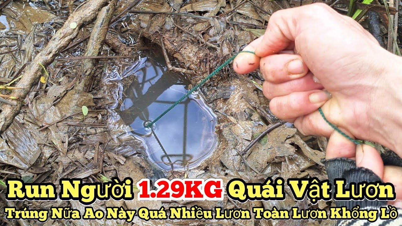 Поимка гигантского угря_Угорь-монстр весом 1,29 кг...В этом пруду слишком много гигантских угрей_...