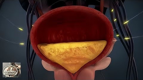 How is urine produced in the body?KIDNEY, NEPHRON, BLADDER FUNCTION|Anatomy of the Urinary System