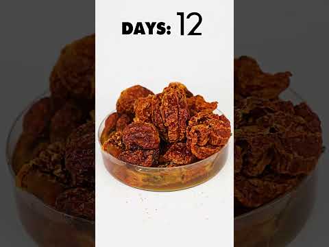 Carolina Reaper Pepper Timelapse