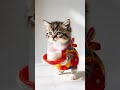 Cute Fashionable Kitten Drinks Milk 🍼