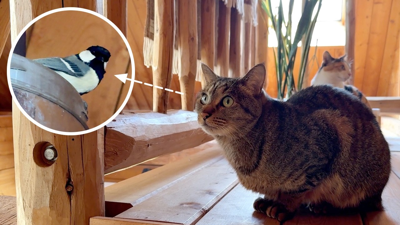 ２匹の猫が住む森のログハウスに小鳥が迷い込んで大ピンチ！＋森の住民リスちゃんの秘密