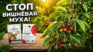 Как ОСТАНОВИТЬ Вишнёвую МУХУ? ОБРАБОТКА САДА от ВРЕДИТЕЛЕЙ!
