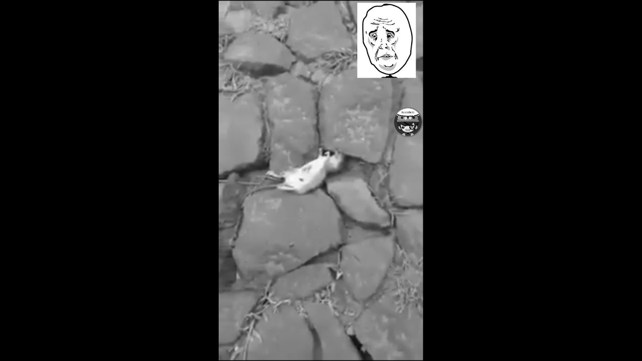 STUART!!! NDERAKORE CAPE (VERSION SAD)