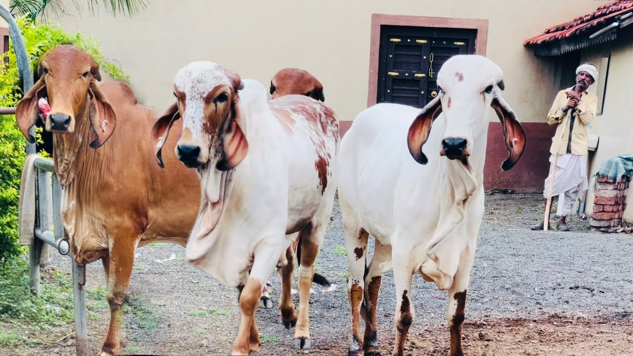 22ltr. Milk Gir cow calf //  Bhavnagar bloodline Gir calf // Gir bull mohan / raj / Tokhar