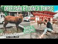 We are in NARA | Visiting Deer Park and Todai-Ji Temple | Things to do in OSAKA