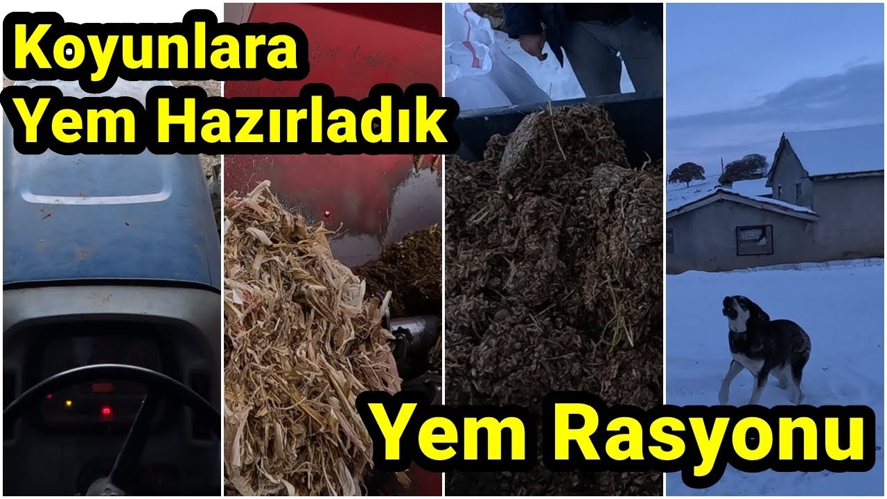 Küçükbaş Hayvan Çiftliği | Yem Rasyonu | Yem Karma Makinası ile Yem Yapımı