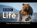 BBC Life montage