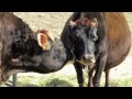 Bull Grooming a Cow