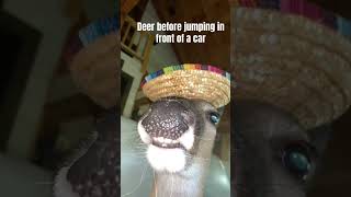 @Crispy #memes #deer #shorts #shortvideo #funny #viralvideo #dogs #funnyanimals #pets #singer