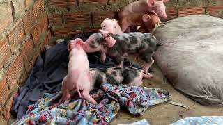 Welcome new members. 12 just born today  Still soft screenshot 1