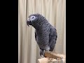 ヨウムのケイ おしゃべり 「ネコ」